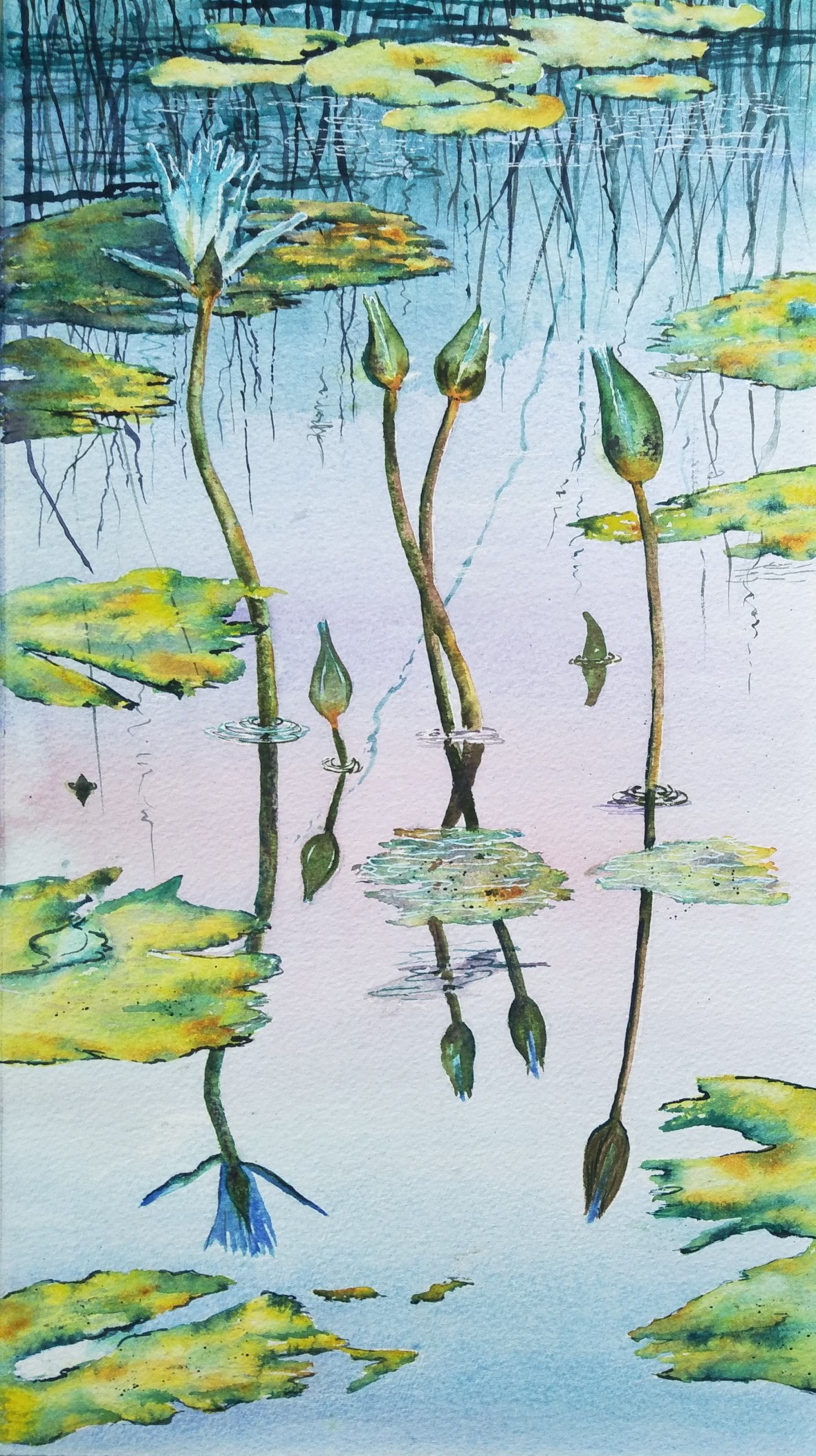 2018-08-07 Reflections Water Lilies